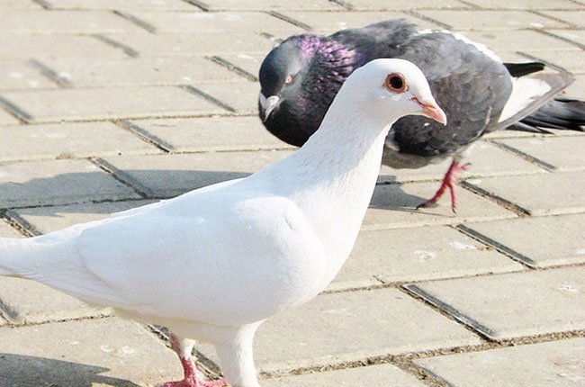 Китай временно приостановил торговлю дикими птицами