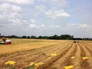 Вьетнам награждён премией Продовольственной и сельскохозяйственной организации ООН