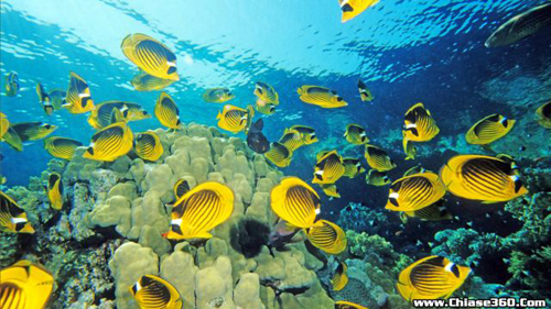 Вьетнам и Россия сотрудничают в сфере изучения от морских обитателей