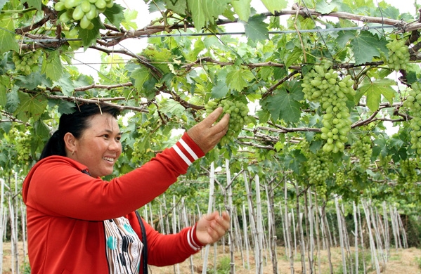 Трехстороннее cотрудничество в строительстве новой деревни в провинции Ниньтхуан
