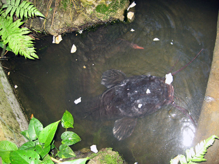 Đường kính đầu của chú cá trê này là 18cm