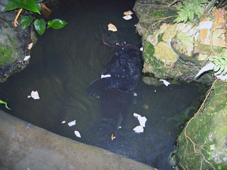 Sau 12 năm, con cá từ 3kg đã tăng lên 12,2kg