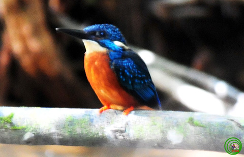 Loài chim bí ẩn Bồng chanh rừng Alcedo hercules chụp tại Vườn quốc gia Bi Đúp-tỉnh Lâm Đồng. Ảnh: Lê Khắc Quyết.