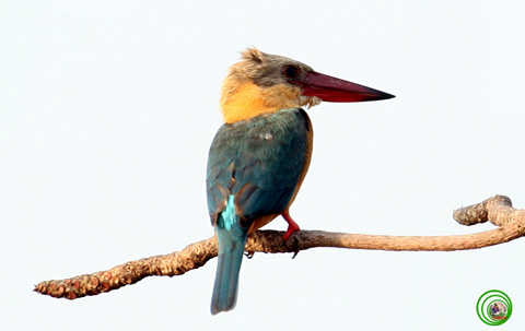 Sả mỏ rộng Halcyon capensis chụp tại khu vực quần đảo Bà Lụa-tỉnh Kiên Giang, loài này rất khó gặp. Ảnh: Phùng Bá Thịnh.