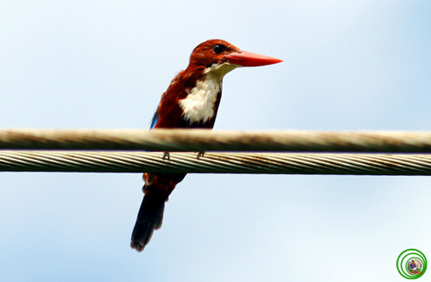 Sả đầu nâu Halcyon smyrnensis được chụp tại Vũng Tàu, đây là loài chim bói cá nhưng ít ăn cá, chim thường kiếm ăn ở các vùng đất trống trải. Rắn, chuột, côn trùng là món ăn khoái khẩu của chim. Ảnh: Nguyễn Hào Quang.