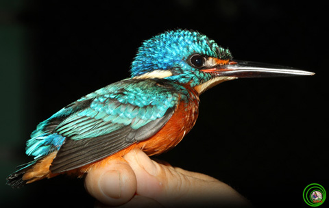 Bồng chanh tai xanh Alcedo meninting được phát hiện trong chuyến Khảo sát đa dạng sinh học các loài chim tại Khu bảo tồn thiên nhiên Núi Ông. Ảnh: Nguyễn Hào Quang.