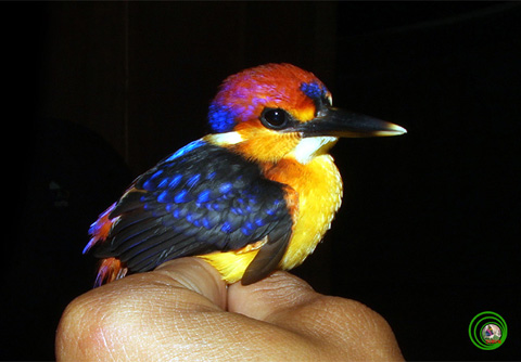 Bồng chanh đỏ Ceyx erithacus một đại diện của nhóm chim bói cá chuyên ăn côn trùng và sống lẩn khuất ở tầng thấp của các cánh rừng già. Chim được phát hiện gần biên giới Việt Nam-Campuchia-tỉnh Bình Phước. Ảnh: Nguyễn Hào Quang.