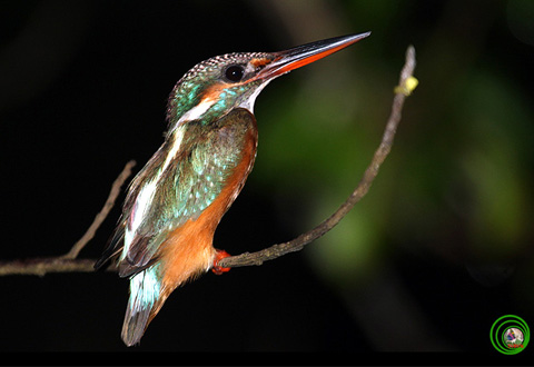 Bồng chanh thường Alcedo athis đây là loài chim bói cá duy nhất phổ biển khắp thế giới và cũng là loài chim thường gặp nhất ở nước ta. Ảnh: Nguyễn Hào Quang.