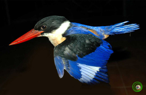 Sả đầu đen, Halcyon pileata đây là loài chim bói cá sống ở rừng ngập mặn khá hiếm ở nước ta. - Ảnh: Mikhail.