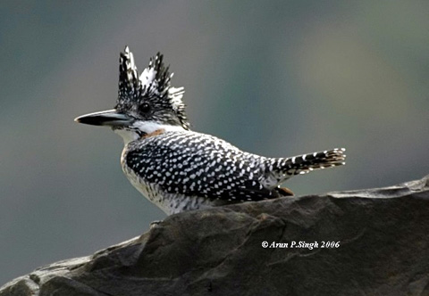 Bói cá lớn, Ceryle lugubris đây là loài chim bói cá sống ở rừng ngập mặn ở nước ta. - Ảnh: Arun P.Singh