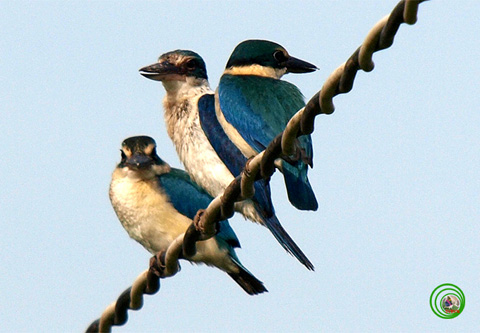 Sả khoang cổ Halcyon chloris đây là loài chim bói cá sống ở rừng ngập mặn ở nước ta. - Ảnh: Phùng Mỹ Trung