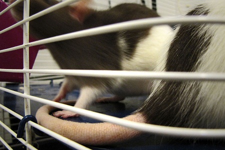 Khái niệm đêm tân hôn ở