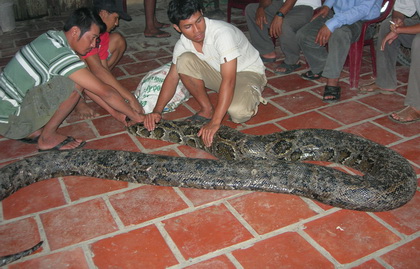 Bắt được trăn khổng lồ gần 100kg