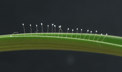 Loài hoa lạ trên lá lan ở chùa Trung thuộc chùa cổ Linh Sơn. Ảnh: Quang Chiến.