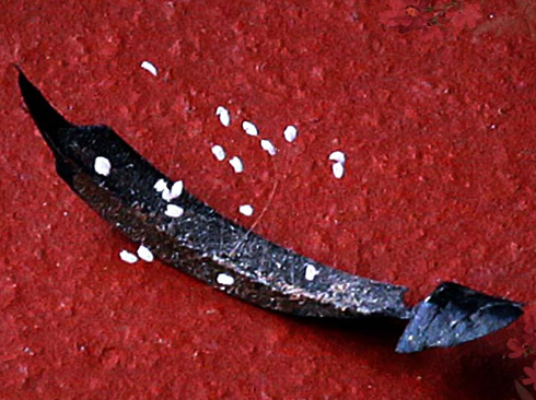 Hoa Ưu Đàm mọc trên miếng cao su. Ảnh: Quang Chiến.