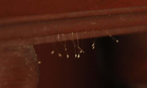 Hoa nở trên cánh cửa nhà Tổ của chùa. Ảnh: Quang Chiến.