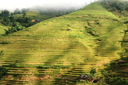 Cùng cảnh quan kỳ vĩ là những mùa vàng bội thu.