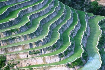 Sự sống căng tràn...