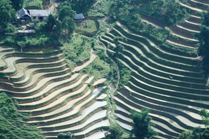 Mạ non bắt đầu gieo mầm xanh vào đất.