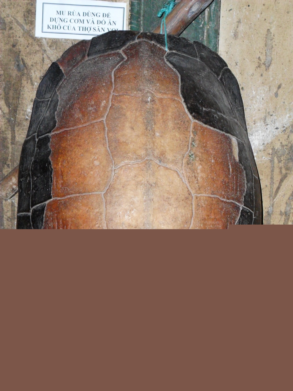 Mu rùa dùng để đựng cơm và thức ăn cho thợ săn voi.