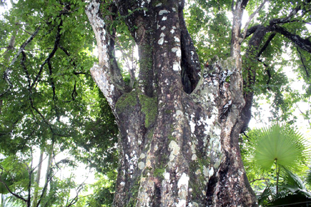 Đường kính gốc thị ngàn năm khoảng 5 - 6 người ôm không xuể