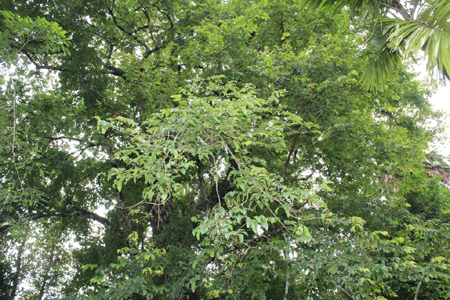 Tán cây thị có đường kính rộng bao trùm khu vườn khoảng 30-40m