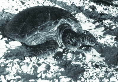 Rùa biển trên đảo Hoàng Sa.