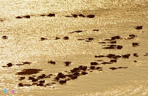 Lạ lẫm cừu nhởn nhơ gặm cỏ ven đô - ảnh 6