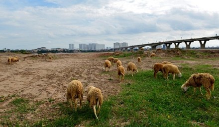 Tốc độ đô thị hóa các làng quê ven thủ đô ngày một nhanh chóng khiến cho khung cảnh thành phố được pha trộn cùng nông thôn ở khu vực bên kia sông Hồng. Bên cạnh đường dẫn cầu Vĩnh Tuy, ngày ngày nhiều đàn cừu, trâu, bò nhởn nhơ gặm cỏ không cần người chăn