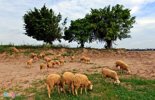 Lạ lẫm cừu nhởn nhơ gặm cỏ ven đô - ảnh 2
