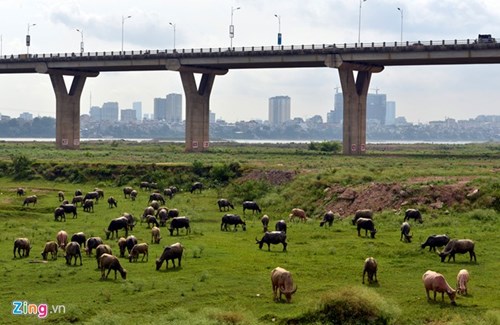 Lạ lẫm cừu nhởn nhơ gặm cỏ ven đô - ảnh 3