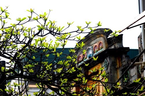 Hà Nội đẹp ngỡ ngàng trong tiết giao mùa tháng 3 - ảnh 12