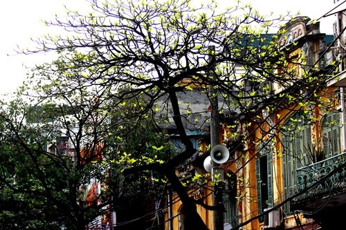 Hà Nội đẹp ngỡ ngàng trong tiết giao mùa tháng 3 - ảnh 3