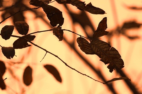 Hà Nội đẹp ngỡ ngàng trong tiết giao mùa tháng 3 - ảnh 6