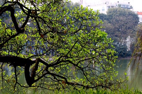 Hà Nội đẹp ngỡ ngàng trong tiết giao mùa tháng 3 - ảnh 8