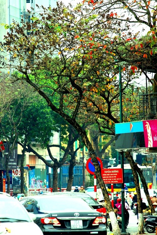 Hà Nội đẹp ngỡ ngàng trong tiết giao mùa tháng 3 - ảnh 9