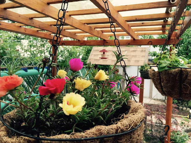 Khu vườn nhỏ gợi nhớ quê nhà của gia đình Việt ở Mỹ