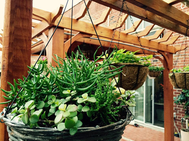 Khu vườn nhỏ gợi nhớ quê nhà của gia đình Việt ở Mỹ