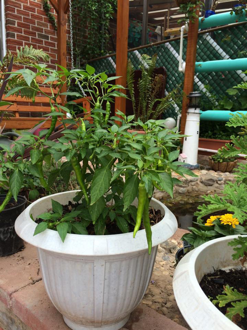 Khu vườn nhỏ gợi nhớ quê nhà của gia đình Việt ở Mỹ