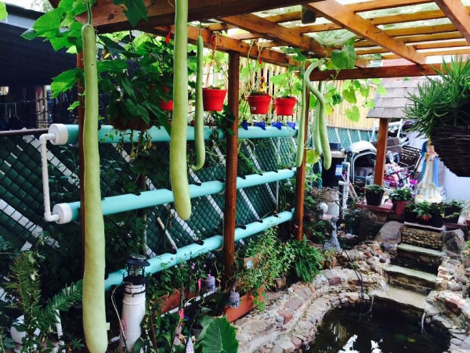 Khu vườn nhỏ gợi nhớ quê nhà của gia đình Việt ở Mỹ