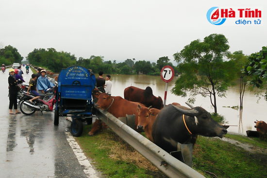 chum anh di trong ron lu huong khe
