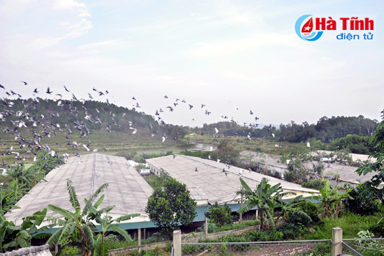 dam say nhung trang trai bac ty cua nong dan ha tinh