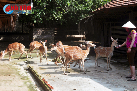 dam say nhung trang trai bac ty cua nong dan ha tinh