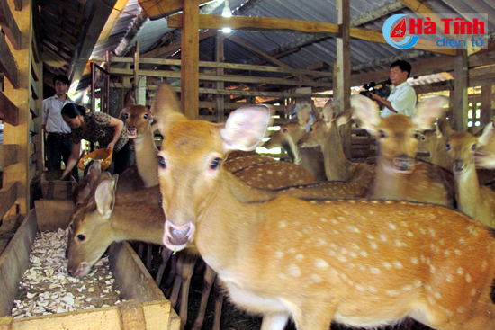 dam say nhung trang trai bac ty cua nong dan ha tinh
