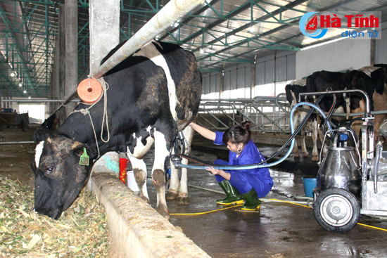 dam say nhung trang trai bac ty cua nong dan ha tinh