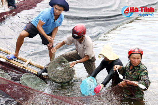 dam say nhung trang trai bac ty cua nong dan ha tinh