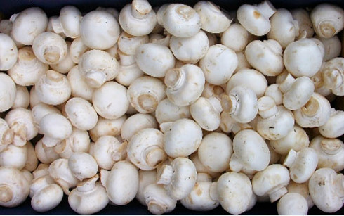 trai nam mo trieu do cua doi vo chong viet kieu hinh 0