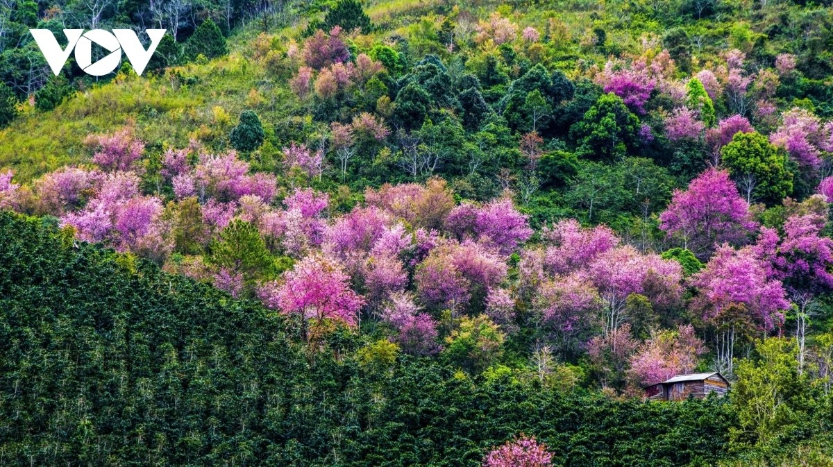 2026년 봄 달랏 히말라야 벚꽃 축제 개막