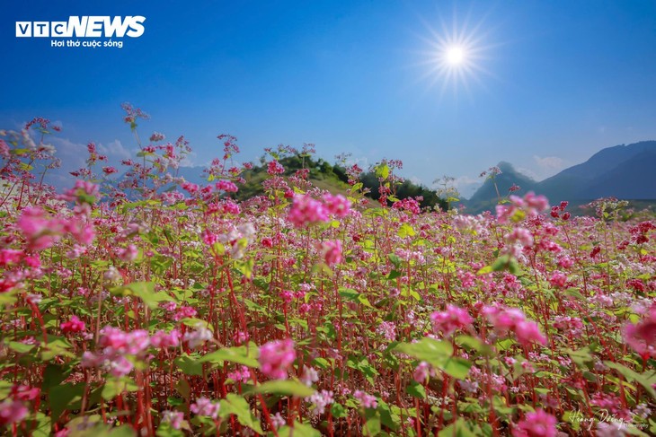 ทุ่งดอกบักวีตในจังหวัดห่ายางงดงามเหมือนสวิตเซอร์แลนด์ย่อส่วน