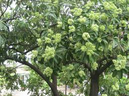 Aroma otoñal de la flor de leche en Hanoi